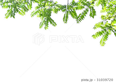 ニワウルシ（庭漆） 31039720