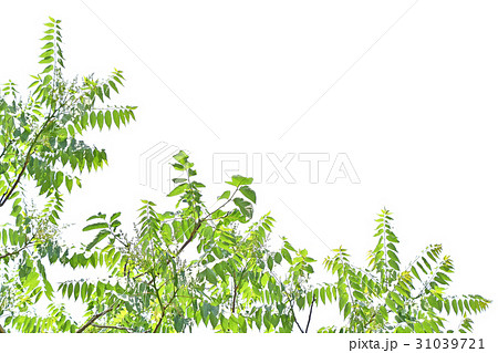 ニワウルシ（庭漆） 31039721