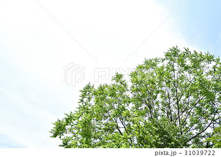 ニワウルシ（庭漆） 31039722