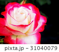 薔薇 31040079