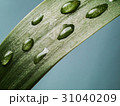 Close up Rain drops on a leaf 31040209
