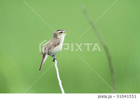 コヨシキリ 31041551