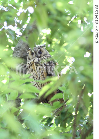 トラフズク 31041583