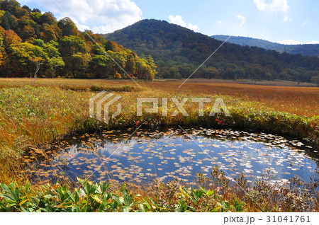 尾瀬の秋 黄金色の草モミジと水に浮かぶヒツジグサ 尾瀬の秋 黄金色の草モミジと水に浮かぶヒツジグサ 31041761
