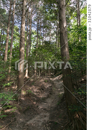 叶岳の登山道の景色 叶岳の登山道の景色 31042879