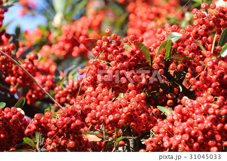 ヒマラヤトキワサンザシ ヒマラヤトキワサンザシ 31045033