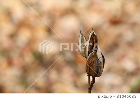 ウバユリの種 31045035