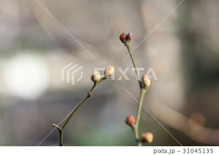 ダンコウバイの果実 31045135