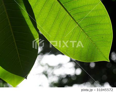 crop closeup selective focus PLUMERIA tree leaf crop closeup selective focus PLUMERIA tree leaf 31045572