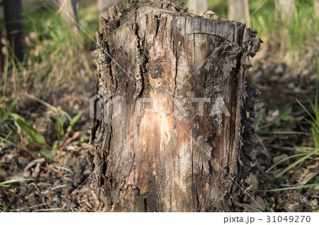 dark old rotten tree stump in the forest garden 31049270