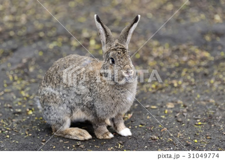 Close big rabbit Close big rabbit 31049774