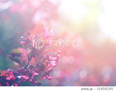 Photographic flowering branch Photographic flowering branch 31050195