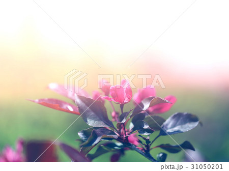 Photographic flowering branch 31050201