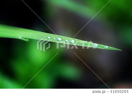 Photo of a background of green leaves Photo of a background of green leaves 31050205