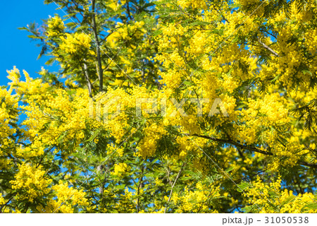 Yellow blooming of mimosa tree in spring Yellow blooming of mimosa tree in spring 31050538