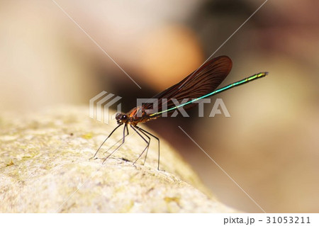 ミヤマカワトンボ ミヤマカワトンボ 31053211