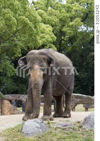 アジアゾウ 31053242