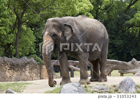 アジアゾウ 31053243