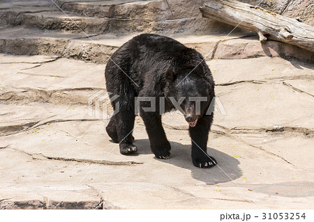 ニホンツキノワグマの写真素材 [31053254] PIXTA