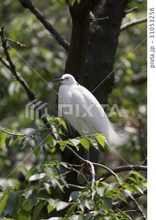 木の上のコサギ 木の上のコサギ 31053256