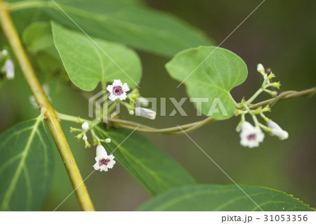 屁屎葛 屁屎葛 31053356