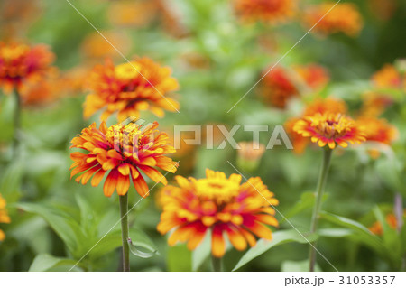 百日草 百日草 31053357
