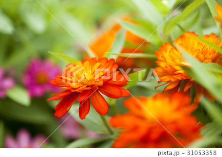 百日草 百日草 31053358
