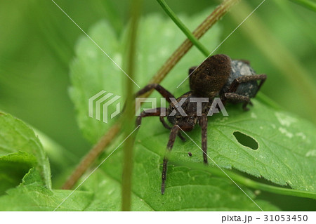 生き物　蜘蛛　エビチャコモリグモ、五月中旬には卵を抱えて歩き回る姿があちこちで見られます 31053450