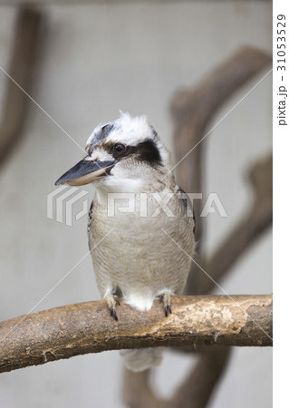 ワライカワセミ 31053529