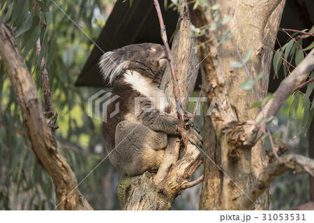 樹上で眠るコアラ 31053531