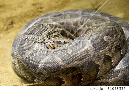 とぐろを巻くインドニシキヘビの写真素材