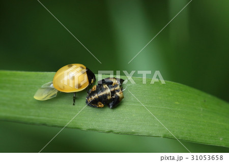 生き物 昆虫 ナナホシテントウ 脱皮して成虫になったばかり 前翅は固くなるにつれて赤くなりますの写真素材
