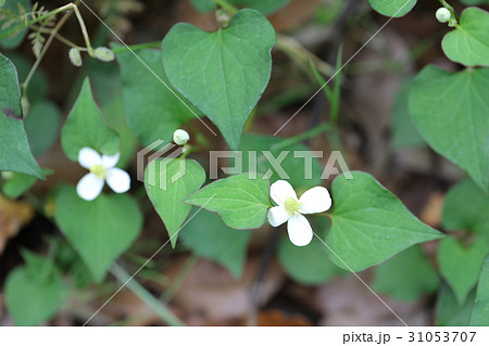 ドクダミ 31053707