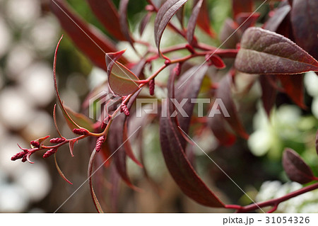 アメリカイワナンテンの花芽 アメリカイワナンテンの花芽 31054326