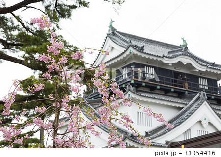岡崎城　桜　天守閣 31054416