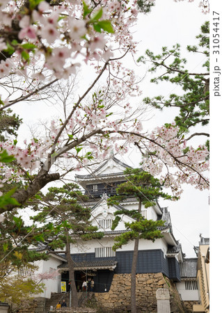 岡崎城 桜 天守閣 岡崎城 桜 天守閣 31054417