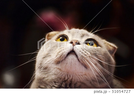Cat looking up Cat looking up 31054727