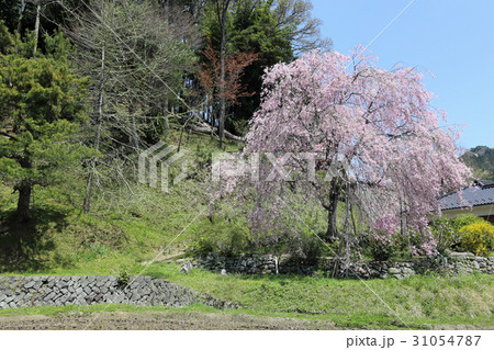 しだれ桜 しだれ桜 31054787