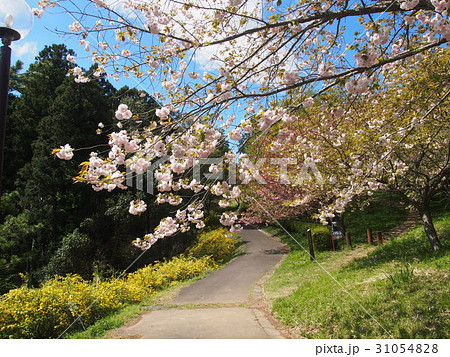 春の散歩道 31054828