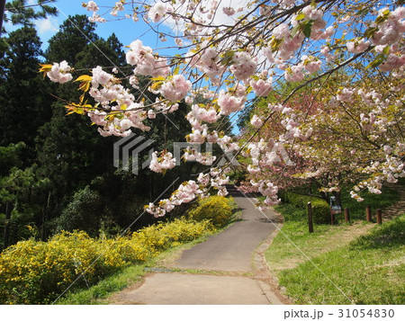 春の散歩道 31054830