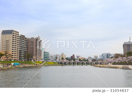 乙川　桜　並木 31054837
