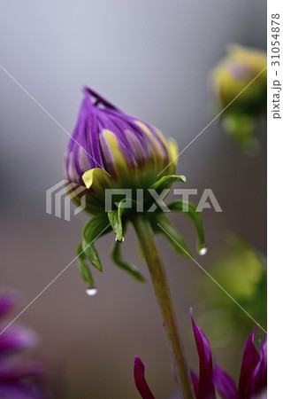 広島県世羅高原農場のダリア 31054878