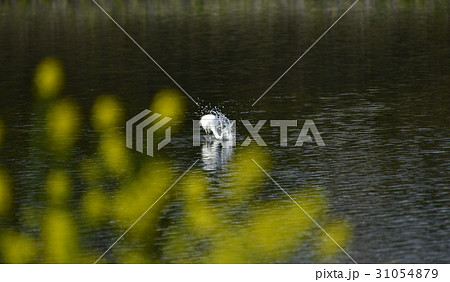 岡山県井原市の河原のシラサギ 31054879