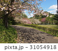 八重桜 31054918