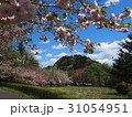 八重桜 31054951