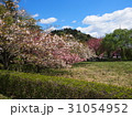 八重桜 31054952