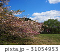 八重桜 31054953