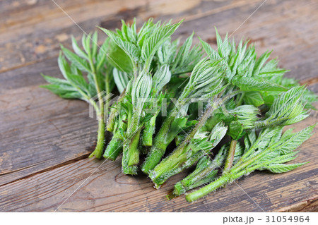 ウド ウド 31054964