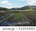 田んぼ 31054983