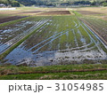 田んぼ 31054985